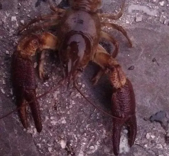 Casa Delle Risorgive * Venzone